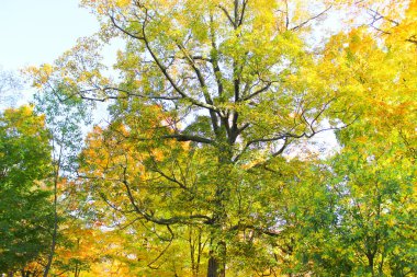 Renkli ağaçların arka planı. Ağaçların sarı, kırmızı, yeşil, turuncu yaprakları var. Kara ağaç gövdeleri. Ottawa 'daki Sonbahar Parkı, Kanada 2012