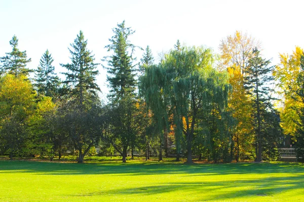 Molti Alberi Diversi Crescono Una Sola Linea Primo Piano Campo Foto Stock