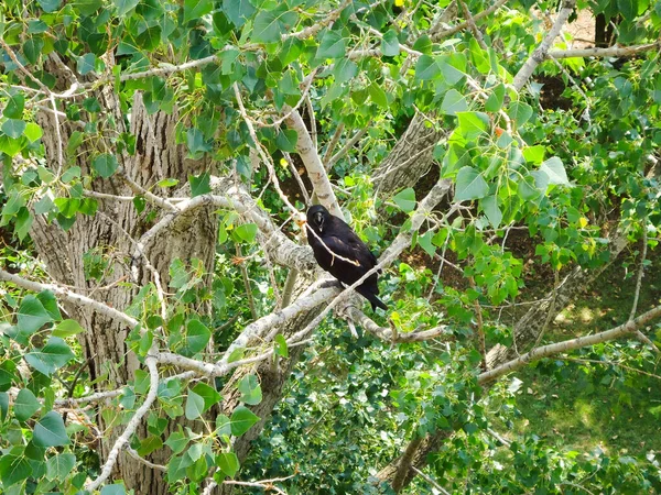 Black Bird Black Raven Sits Gray Branch Green Leaves Gray — Stock Photo, Image