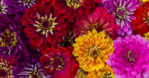 Kwiaty Kwitną Kolorowe Tło Kwiat Cynnia — Wideo stockowe