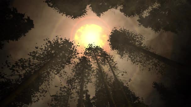 Explodindo Sol Acima Floresta Sequoia Nebulosa Mística — Vídeo de Stock