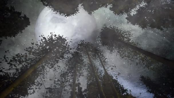 在魔法森林里红杉树梢上的满月 — 图库视频影像