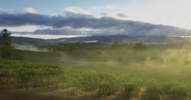 Золотий Схід Над Туманним Виноградником Долині Напа Каліфорнія — стокове відео