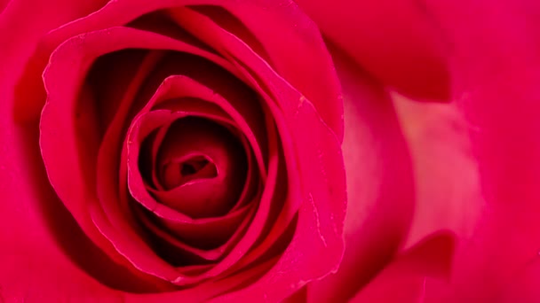Floreciente Rosa Roja Romántica Macro Primer Plano — Vídeos de Stock
