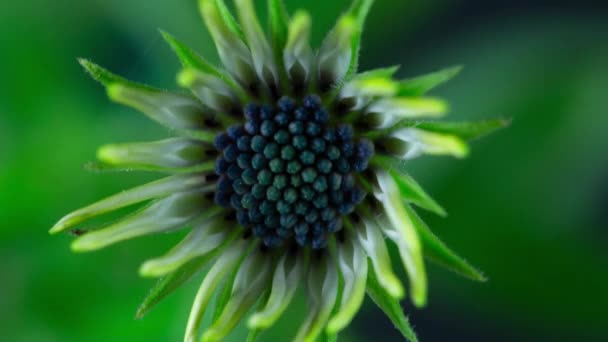 Çiçek Açan Makro Yıldız Çekim Süresi Doluyor — Stok video