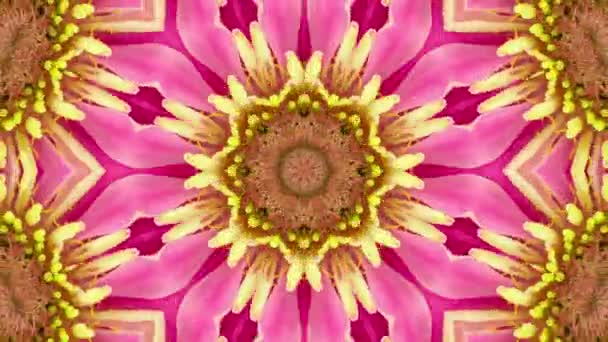 Colorido Rosa Floral Mandala Fondo — Vídeos de Stock