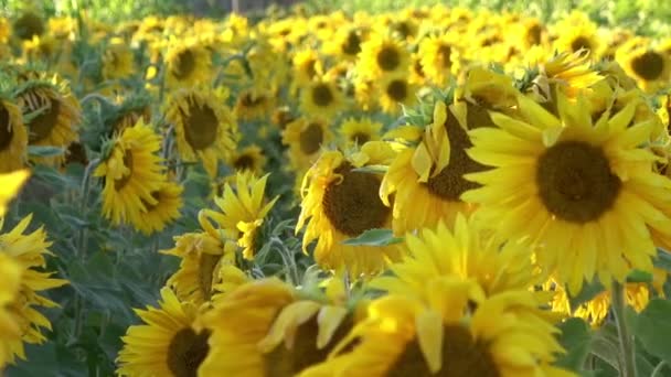 Bloeiende Zonnebloemen Een Veld — Stockvideo