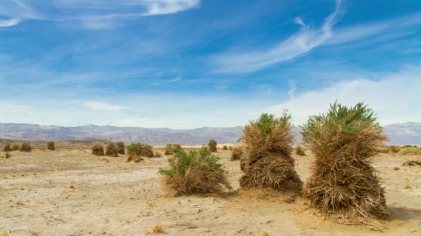 Arrow Weed Plants Growing Arid Landscape Devil Cornfield Death Valley — Vídeo de stock