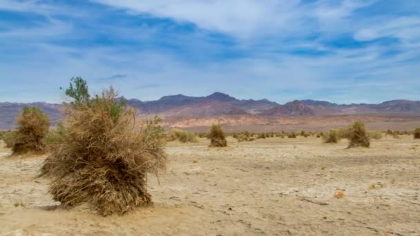 Paisaje Árido Devil Cornfield Death Valley California — Vídeo de stock