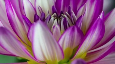 Mor yıldız çiçeği açıyor. Bir makro kapatma zamanaşımı arkaplanı