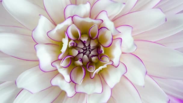 Weiße Und Lila Dahlienblüten Hintergrund Einer Makro Nahaufnahme Zeitraffer — Stockvideo