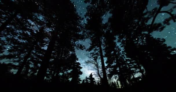 Nacht Hemel Melkweg Gezien Door Bomen — Stockvideo