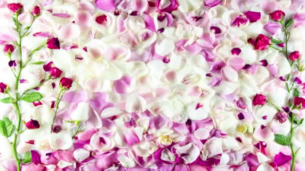 Romantic Floral Stop Motion Animation Made Out Rose Petals — Stock Video