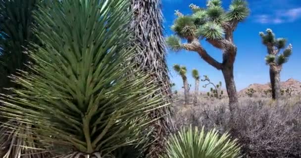 Joshua Albero Parco Nazionale Deserto Paesaggio — Video Stock