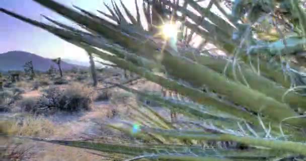 Joshua Tree Ulusal Parkı Çöl Manzarası — Stok video