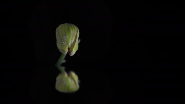 Flor Orquídea Florescendo Fundo Preto Com Reflexão Água Espaço Cópia — Vídeo de Stock