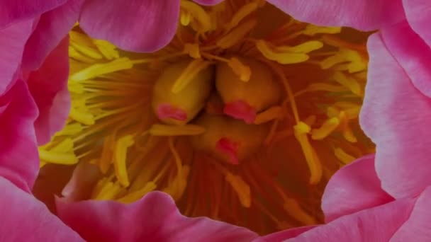 Pink Peony Flower Macro Closeup Time Laps — Stock Video