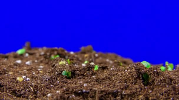 Sprouts Growing Fertile Soil Time Lapse Blue Chroma Key Background — Stock Video