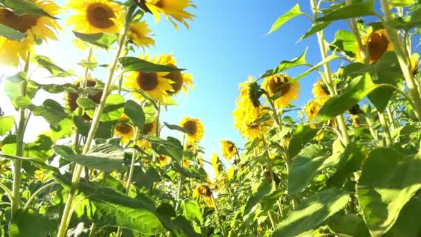 田野里盛开的向日葵的低视角 — 图库视频影像