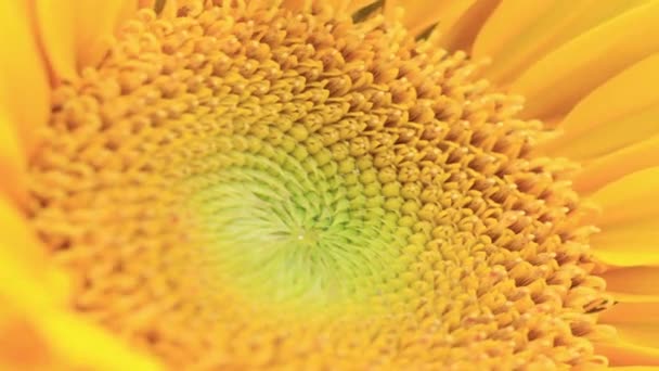 Kwitnące Makro Słonecznika Szczegół Zbliżenie — Wideo stockowe