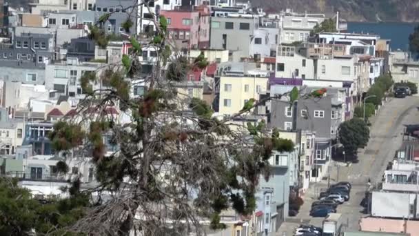 Híres Papagájok Telegraph Hill San Francisco Ban — Stock videók