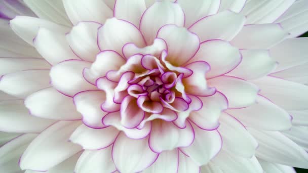 Λευκό Dahlia Ανθίζοντας Λουλούδι Μακροεντολή Closeup Χρόνο Laspe — Αρχείο Βίντεο