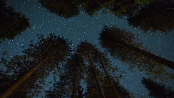 Mléčná Dráha Noční Obloha Nad Obří Sekvoje Strom Les — Stock video