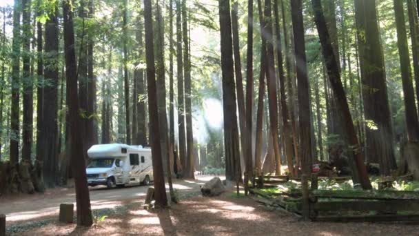 Camping Dans Forêt Séquoias — Video