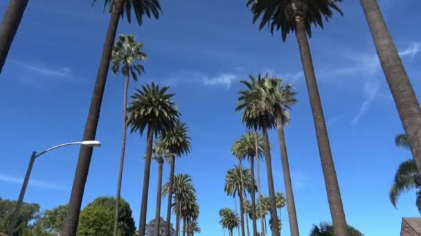 Beverly Hills California Palmiye Ağacı Bulvarı — Stok video