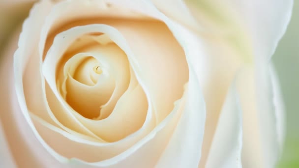 Κομψό Λευκό Τριαντάφυλλο Ανθίζοντας Μακροεντολή Closeup — Αρχείο Βίντεο