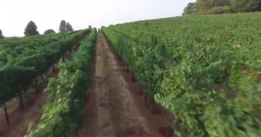 Napa Vadisi üzüm bağları üzerinde alçak uçan bir dron.