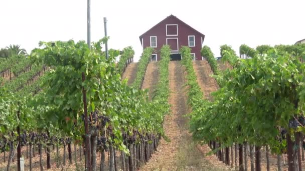 Rotes Scheunenbauernhaus Auf Einem Hügel Healdsburg Kalifornien Mit Blick Auf — Stockvideo