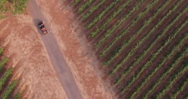 Üzüm bağı boyunca kırsal bir yolda giden bir arabanın havadan görünüşü
