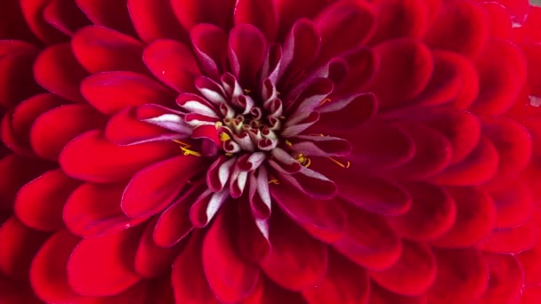 赤いZinniaの花の詳細マクロの閉鎖を開花 — ストック動画