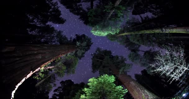 Sternenhimmel Über Den Riesigen Mammutbäumen Kalifornien — Stockvideo