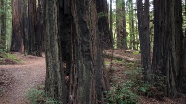 Alberi Sequoie Giganti Nella Foresta Sequoie Humbolt Nel Nord Della — Video Stock