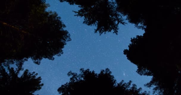 Sterne Über Den Baumwipfeln Der Mammutbäume — Stockvideo