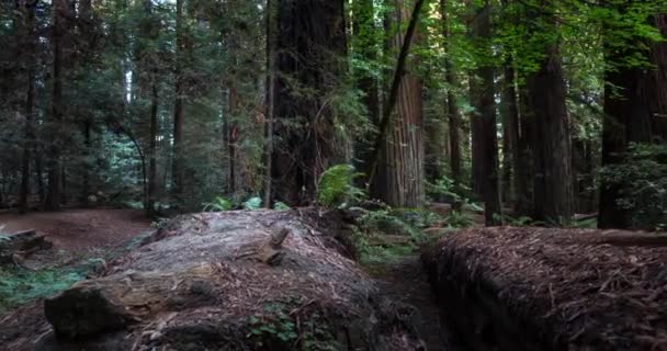 Среди Деревьев Лесу Гумболт Редвуд Северной Калифорнии — стоковое видео