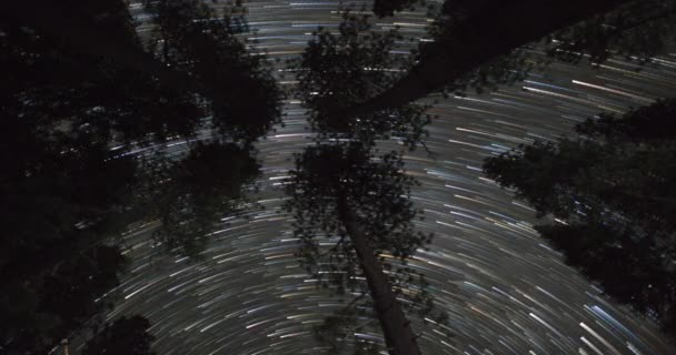 Sternenpfade Über Baumwipfeln — Stockvideo