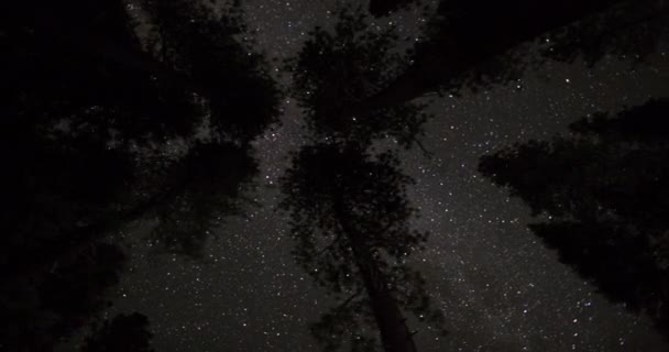 Nachthimmel Milchig Über Baumwipfeln — Stockvideo
