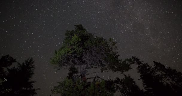 Nachthimmel Milchig Über Waldkronen — Stockvideo