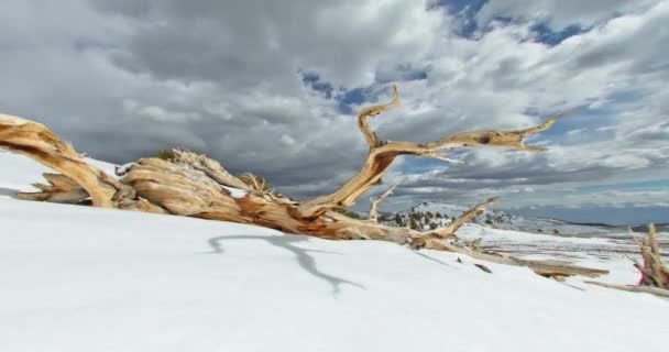 Zimní Krajina Prastarém Lese Kalifornském Bílém Pohoří — Stock video