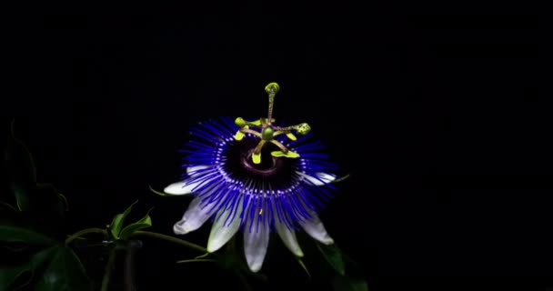 Blooming Passion Flower Life Cycle Estúdio Isolado Fundo Preto — Vídeo de Stock