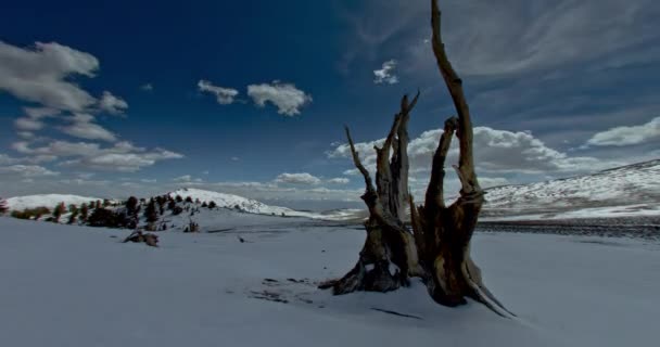カリフォルニアのホワイトマウンテンの古代ブリストルコーネの森の冬の風景 — ストック動画