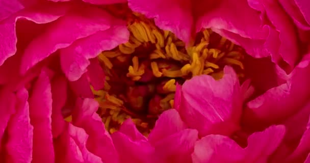 Fleur de pivoine romantique fleurissant