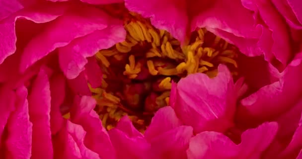 Flor Peonía Romántica Floreciendo — Vídeos de Stock