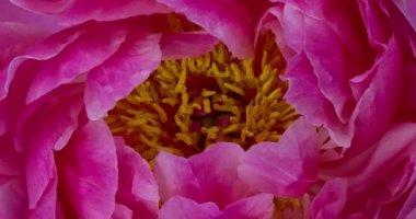 Romantik pembe şakayık çiçek açıyor