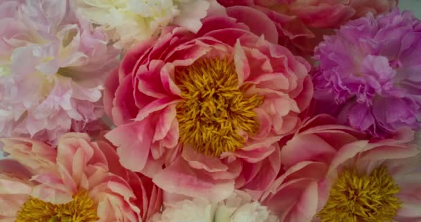 Romantica Decorazione Nozze Peonia Fioritura — Video Stock