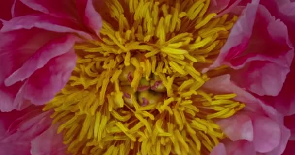 Blühende Rosa Pfingstrose Makro Aus Nächster Nähe — Stockvideo