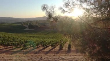Napa Vadisi 'ndeki üzüm bağının üzerinde gün doğumu